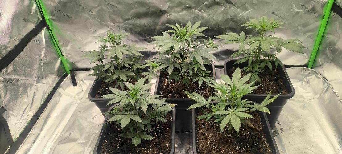 Stramberry Gorillaz RF3. Week 3 - 40° celsius omfg?