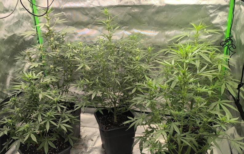 Stramberry Gorillaz RF3. Week 6