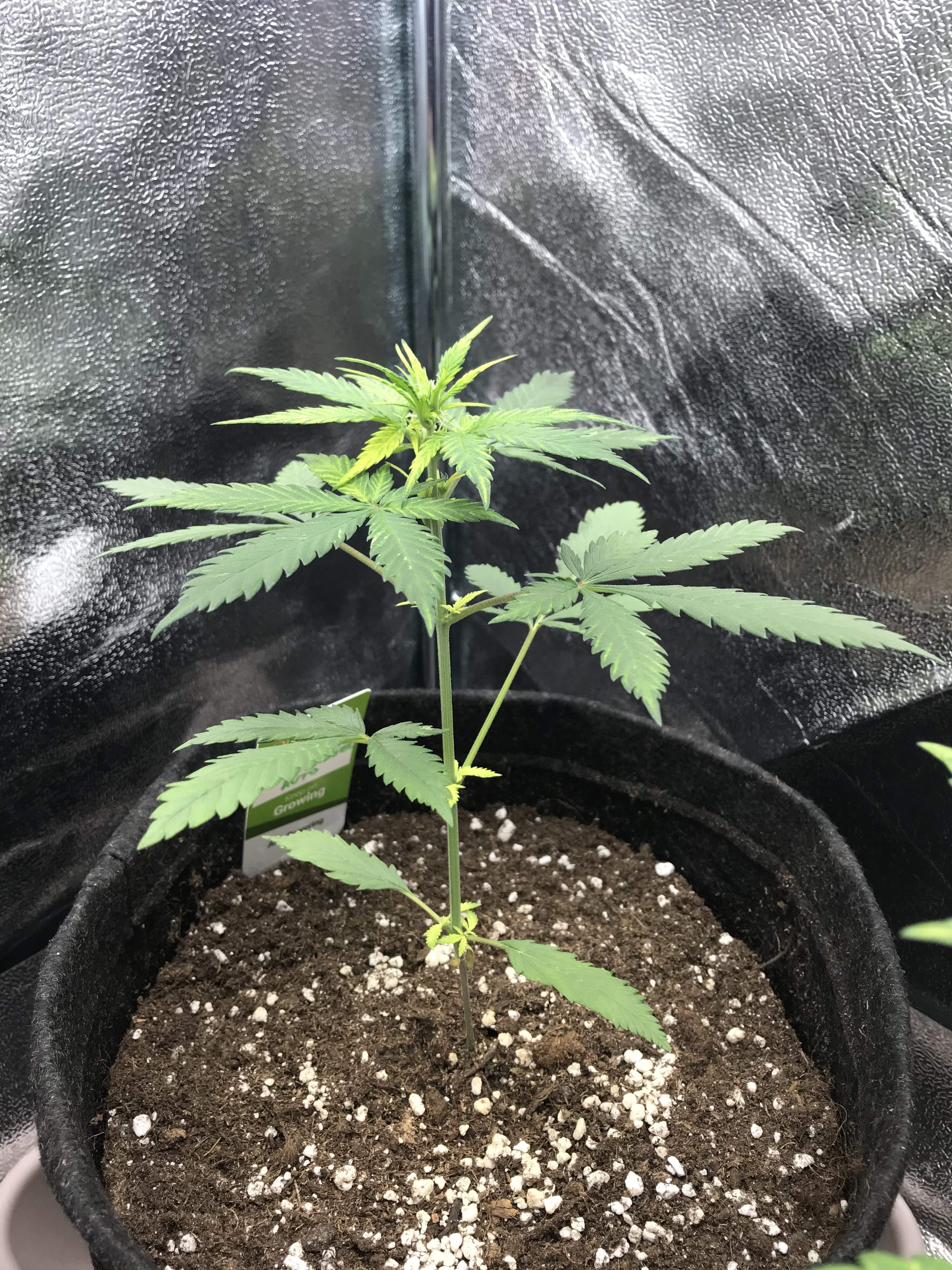Sweet Seeds Cream Caramel Auto® grow diary (journal) week4 by Bendica