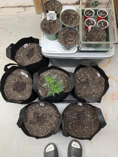Comeback diary - Sponsored by FastBuds!. Week 1
