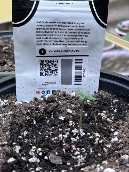 Comeback diary - Sponsored by FastBuds!. Week 1