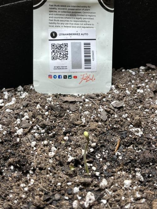 Comeback diary - Sponsored by FastBuds!. Week 1