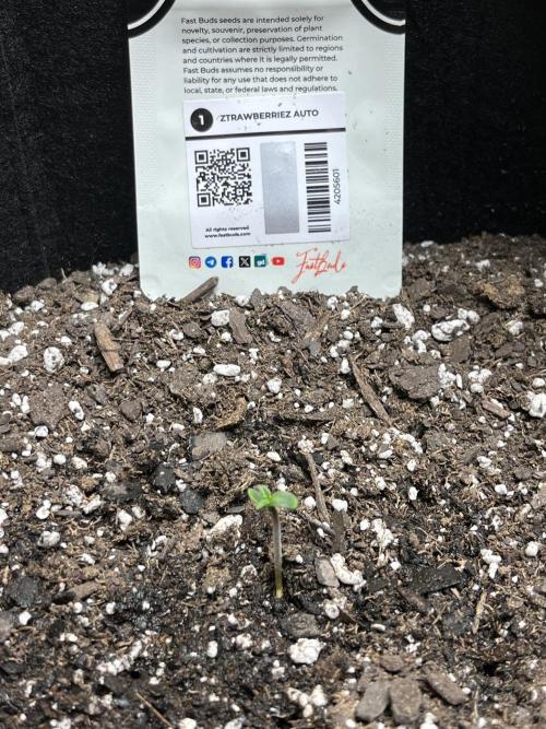Comeback diary - Sponsored by FastBuds!. Week 1