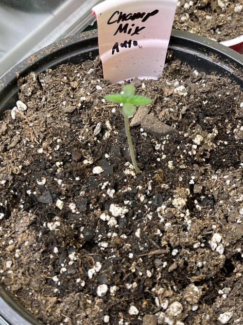 Comeback diary - Sponsored by FastBuds!. Week 1