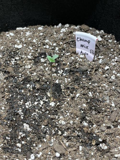 Comeback diary - Sponsored by FastBuds!. Week 1