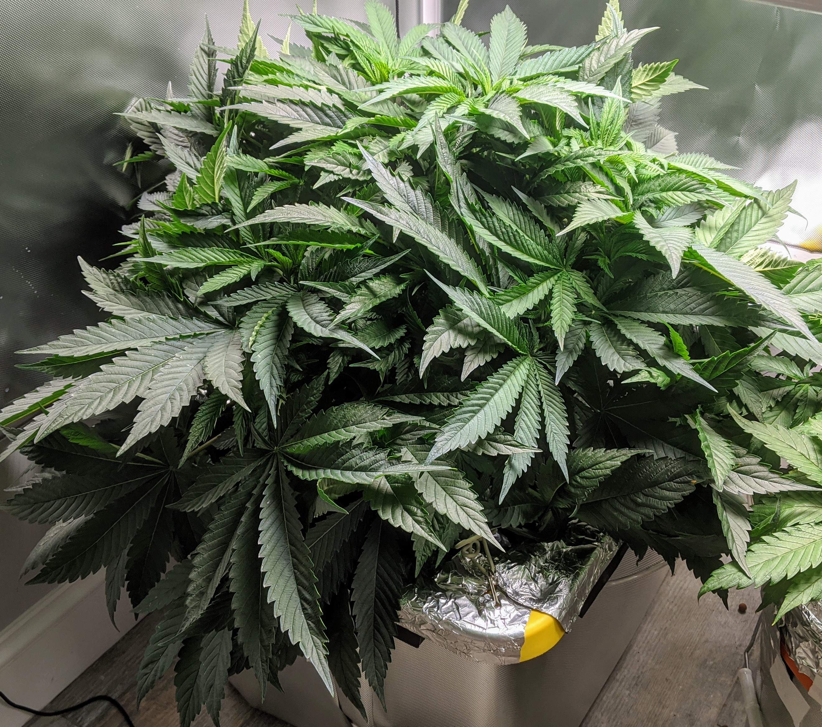 Barney's Farm Pineapple Chunk grow diary (journal) week7 by ChorkFarms