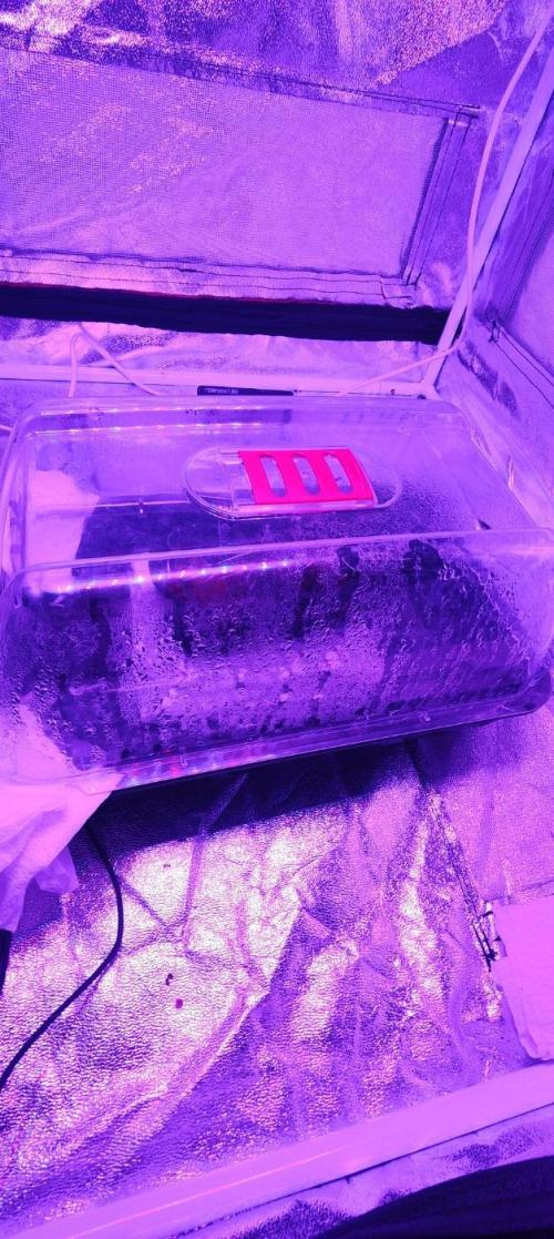 Pineapple chunk (First Try). Week 0