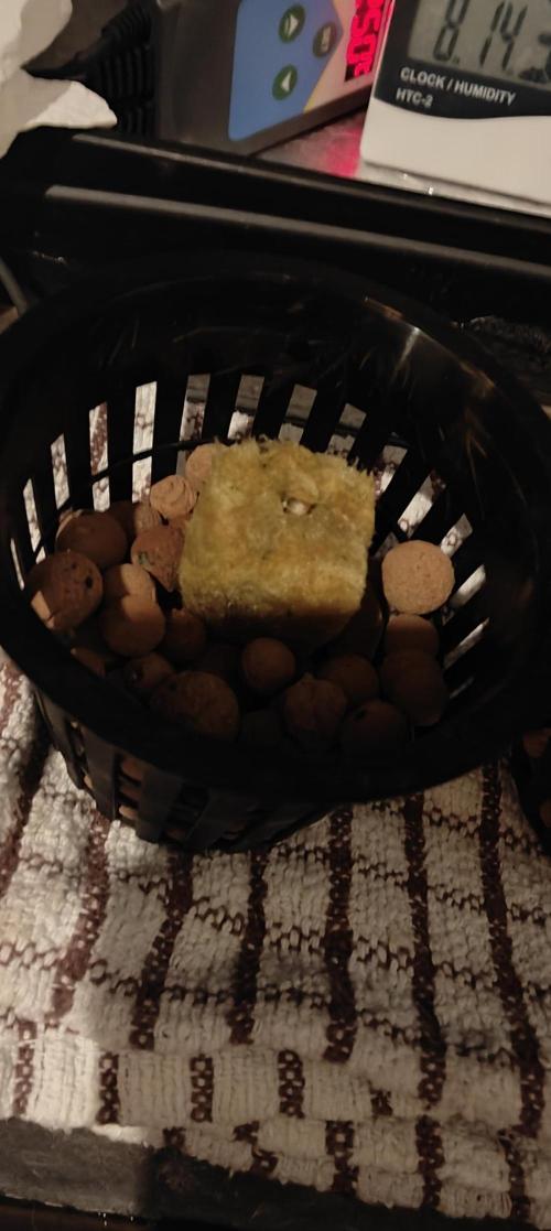 Pineapple chunk (First Try). Week 0