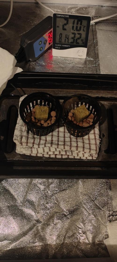 Pineapple chunk (First Try). Week 0