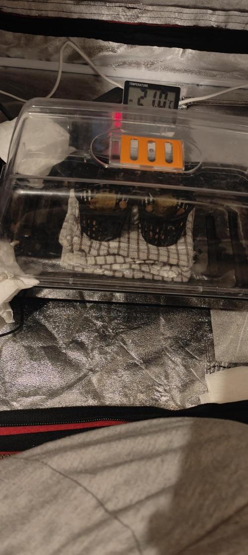 Pineapple chunk (First Try). Week 0