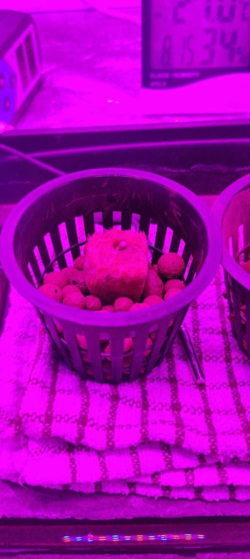 Pineapple chunk (First Try). Week 0