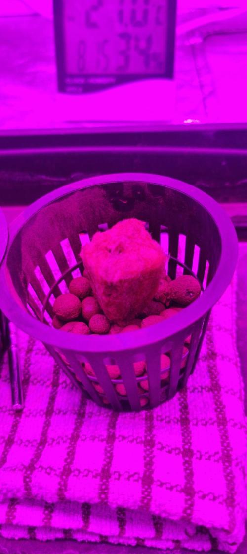 Pineapple chunk (First Try). Week 0