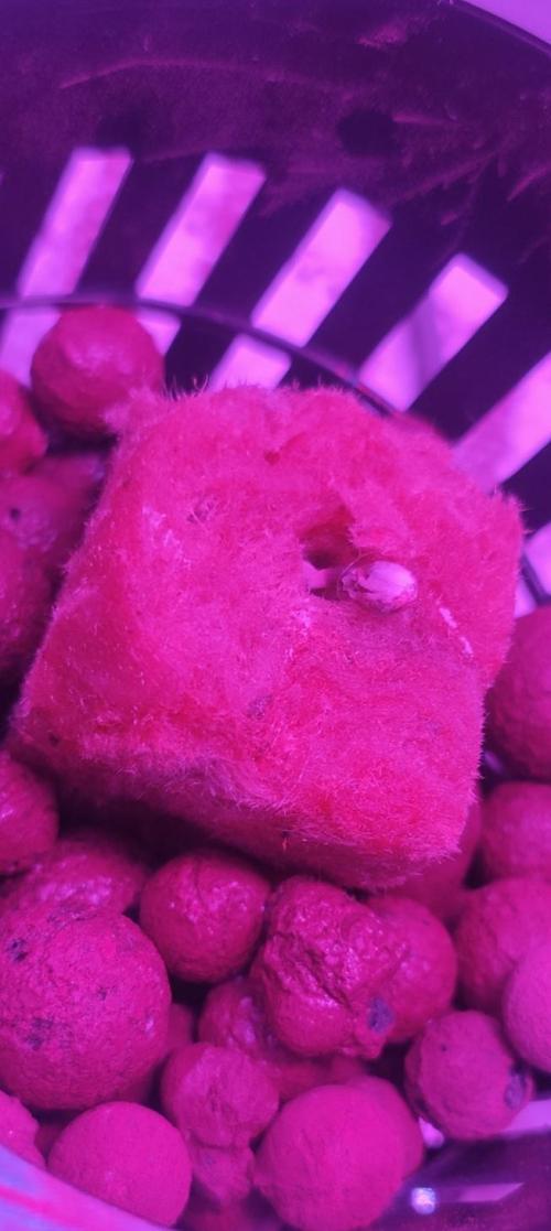 Pineapple chunk (First Try). Week 0