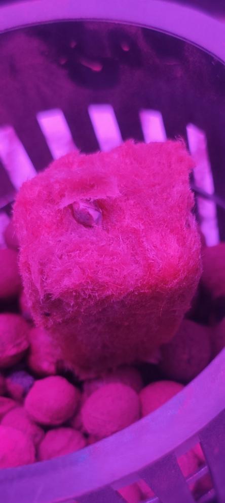 Pineapple chunk (First Try). Week 0