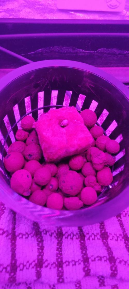 Pineapple chunk (First Try). Week 0