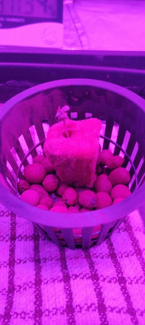 Pineapple chunk (First Try). Week 0