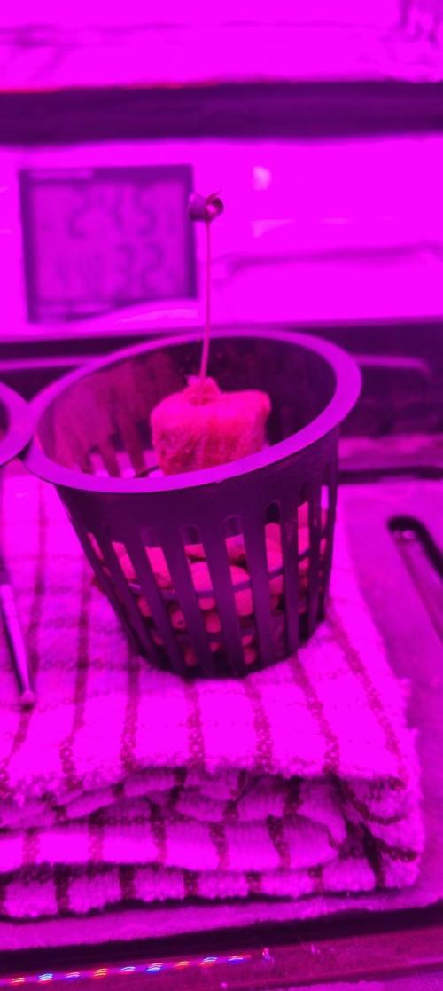 Pineapple chunk (First Try). Week 0