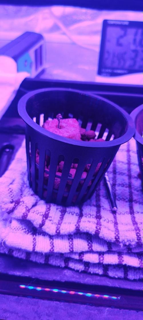 Pineapple chunk (First Try). Week 0