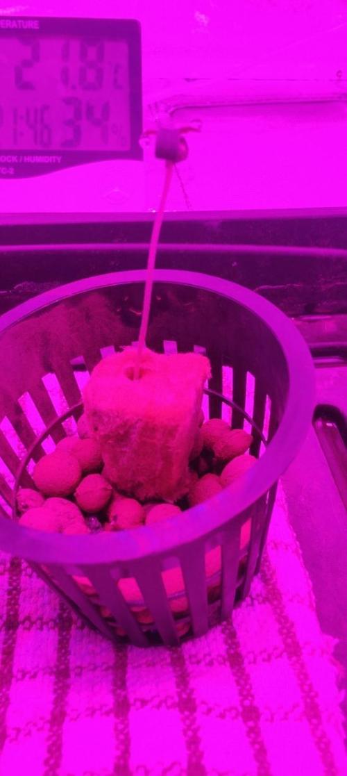 Pineapple chunk (First Try). Week 0