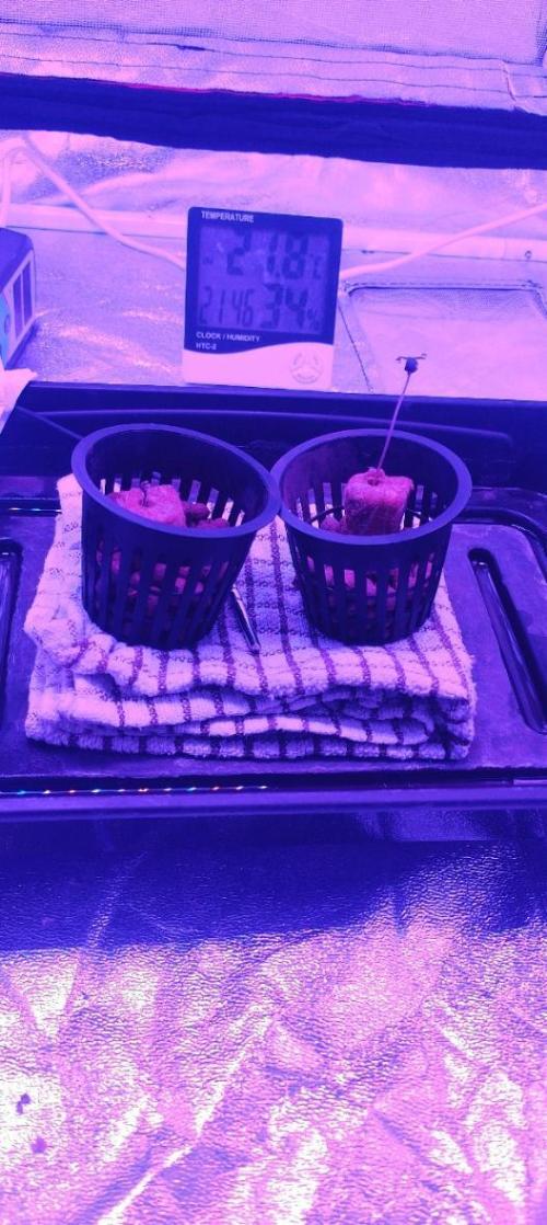 Pineapple chunk (First Try). Week 0