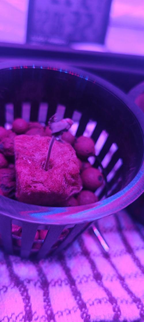 Pineapple chunk (First Try). Week 0