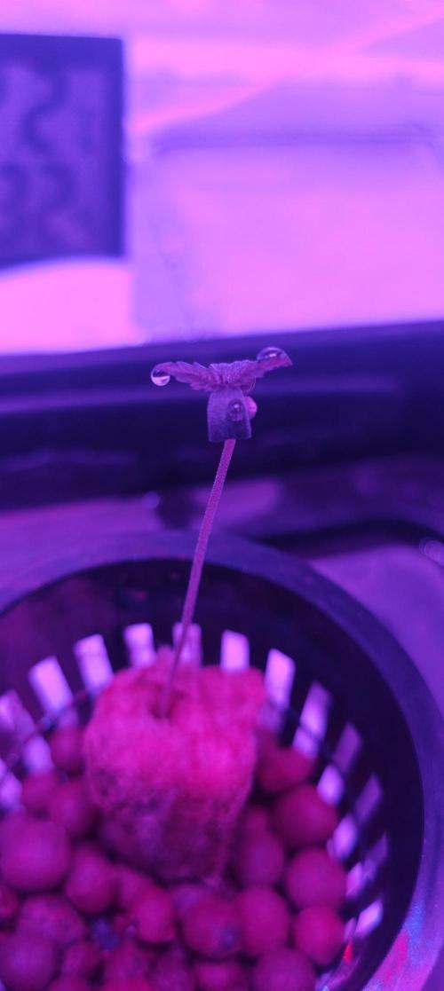 Pineapple chunk (First Try). Week 0