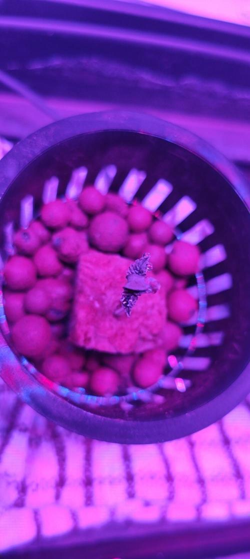 Pineapple chunk (First Try). Week 0