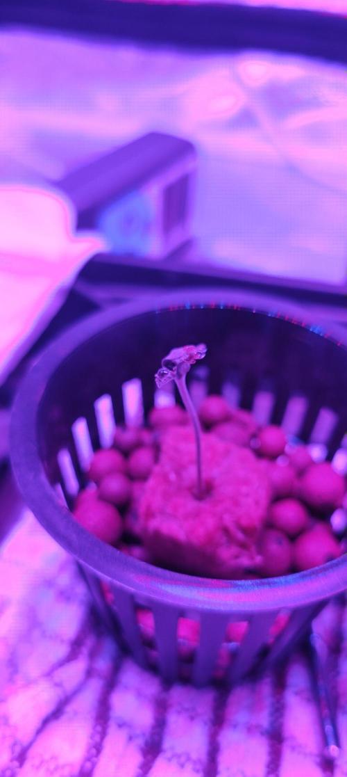 Pineapple chunk (First Try). Week 0