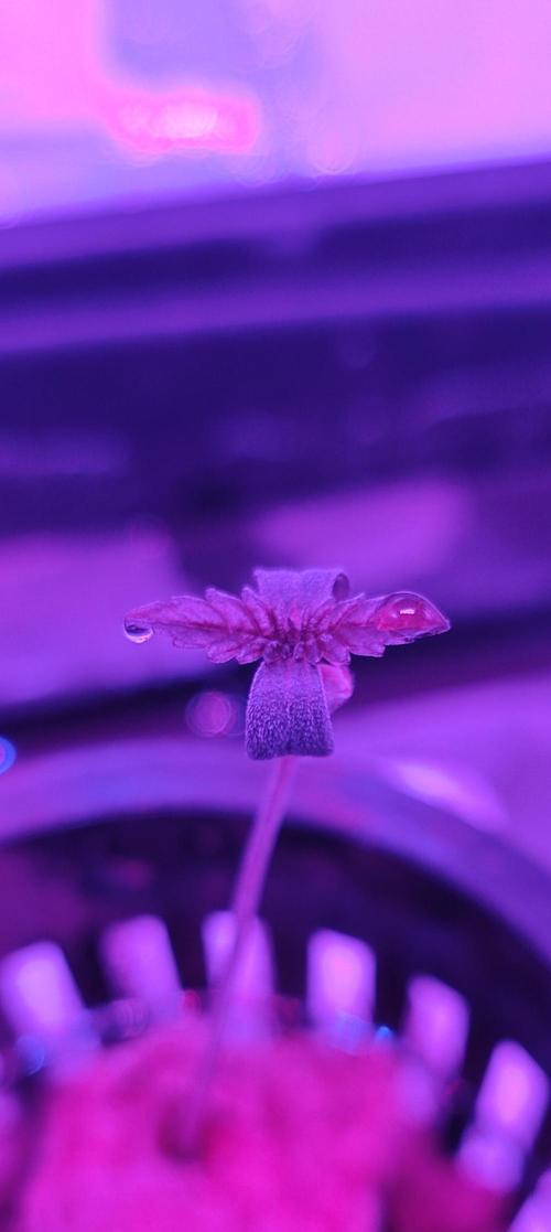 Pineapple chunk (First Try). Week 0