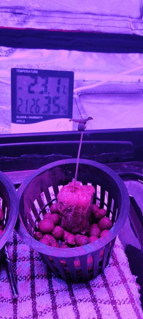 Pineapple chunk (First Try). Week 0