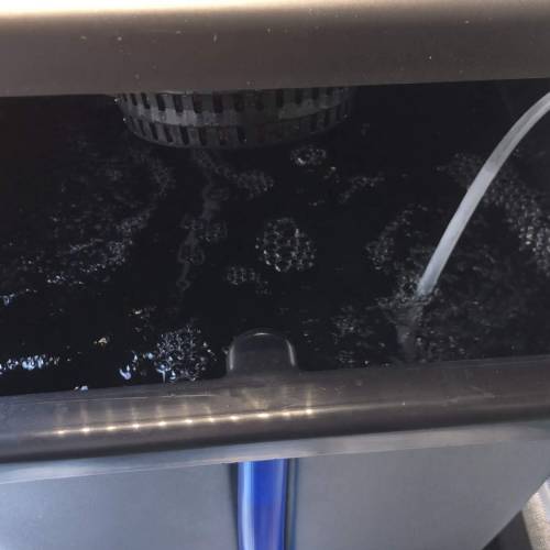 Purple Punsh - Hydro. Week 1 - Airpump 400 l/h