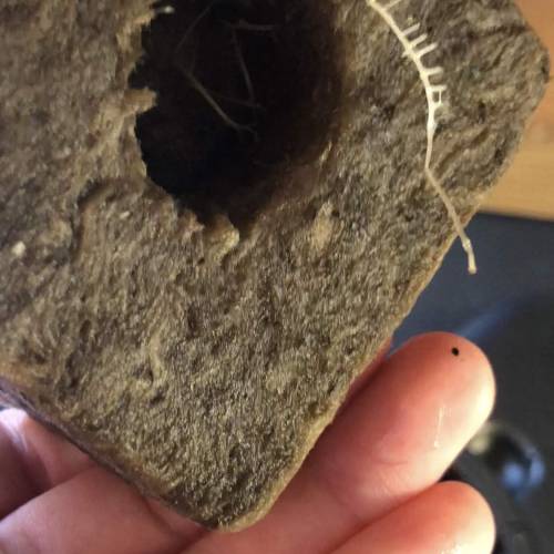 Purple Punsh - Hydro. Week 1 - Roots