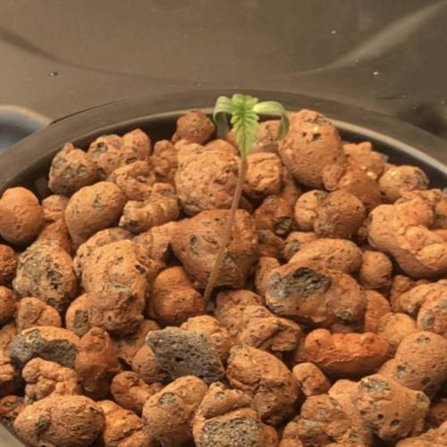 Purple Punsh - Hydro. Week 1