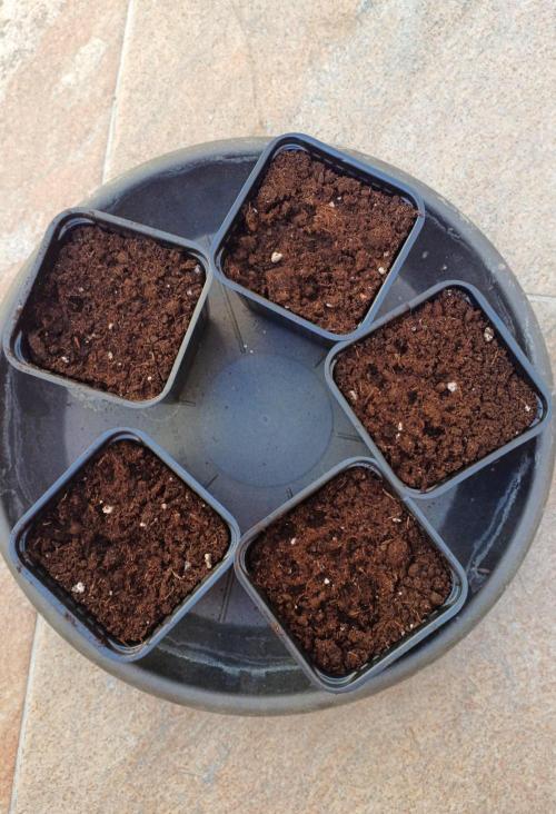 Malta 2026. Week 0 - after 24 h in the water the seeds are start to germinate and ready for the soil.