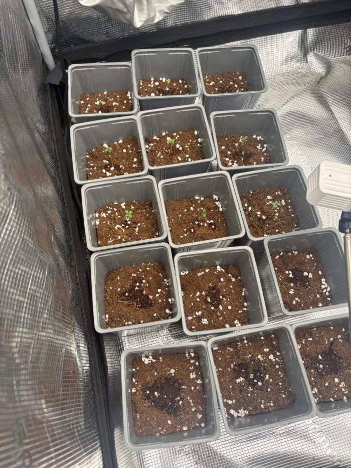 Bubblegum th seeds. Week 0 - Primer día puestas en maceta 1 litro 