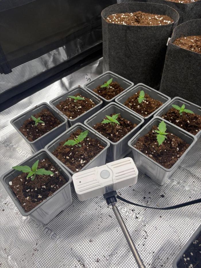 Bubblegum th seeds. Week 1