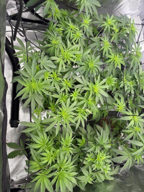 Super boof y Gary payton barneys farm. Week 4