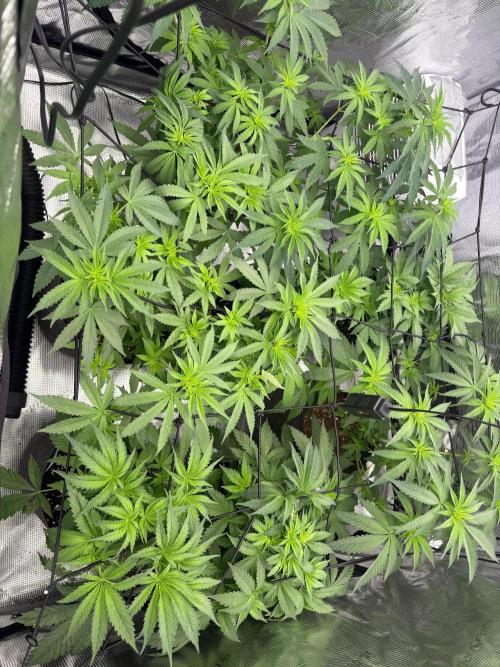 Super boof y Gary payton barneys farm. Week 4