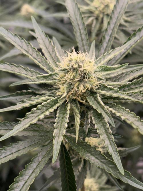 Super boof y Gary payton barneys farm. Week 5