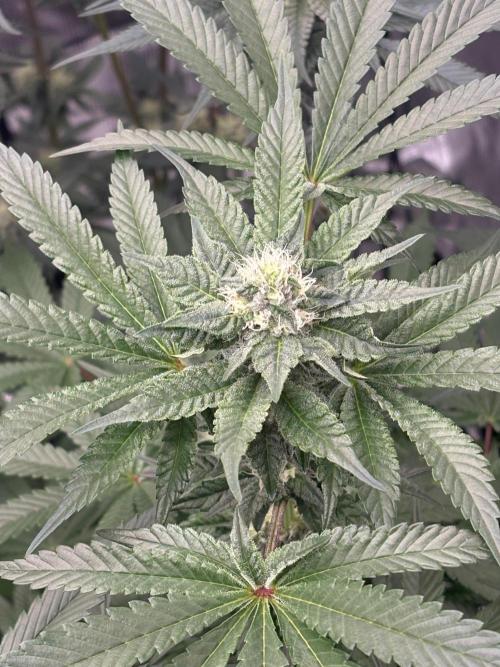 Super boof y Gary payton barneys farm. Week 5