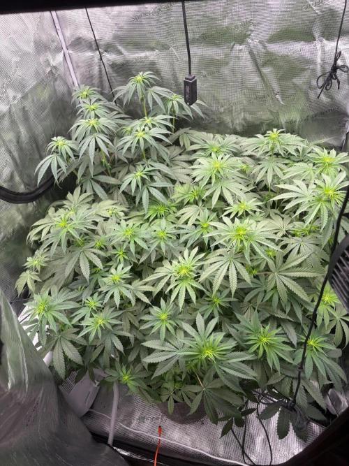 Super boof y Gary payton barneys farm. Week 5