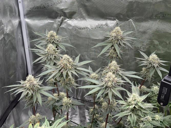 Super boof y Gary payton barneys farm. Week 5