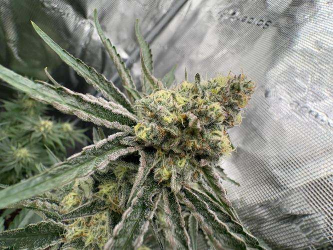Super boof y Gary payton barneys farm. Week 5