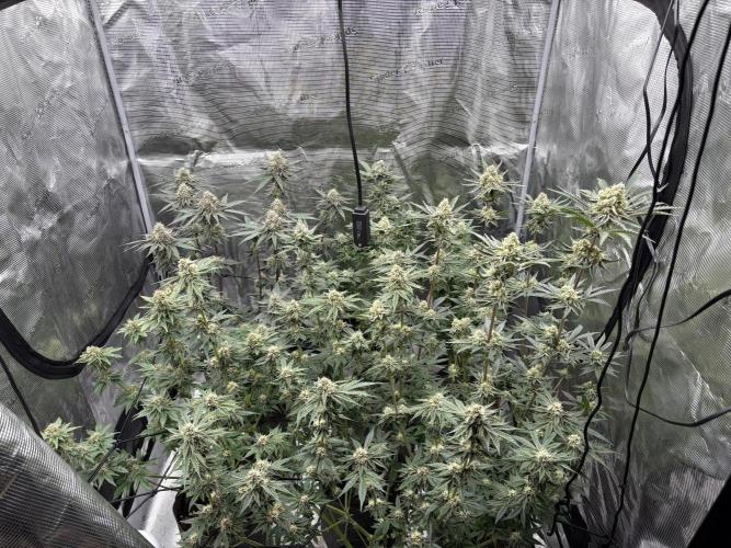 Super boof y Gary payton barneys farm. Week 5