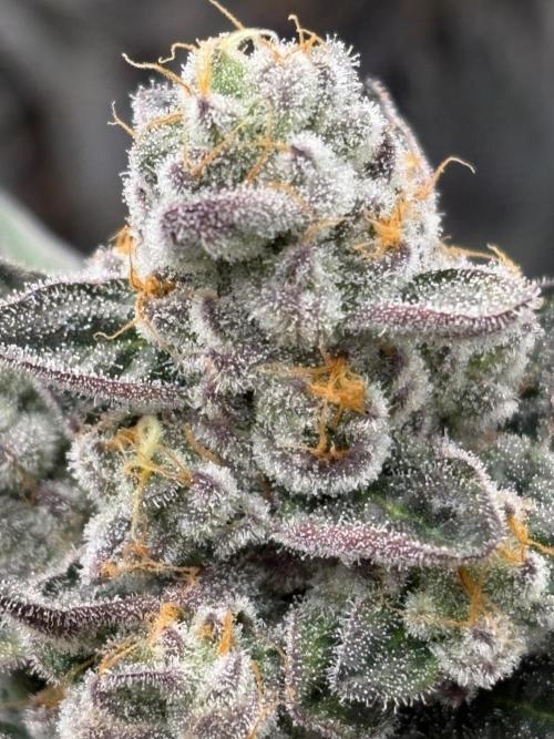 Super boof y Gary payton barneys farm. Week 5