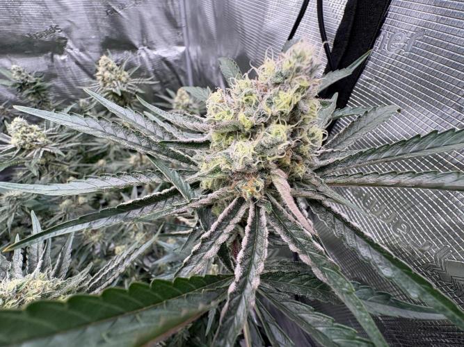 Super boof y Gary payton barneys farm. Week 5