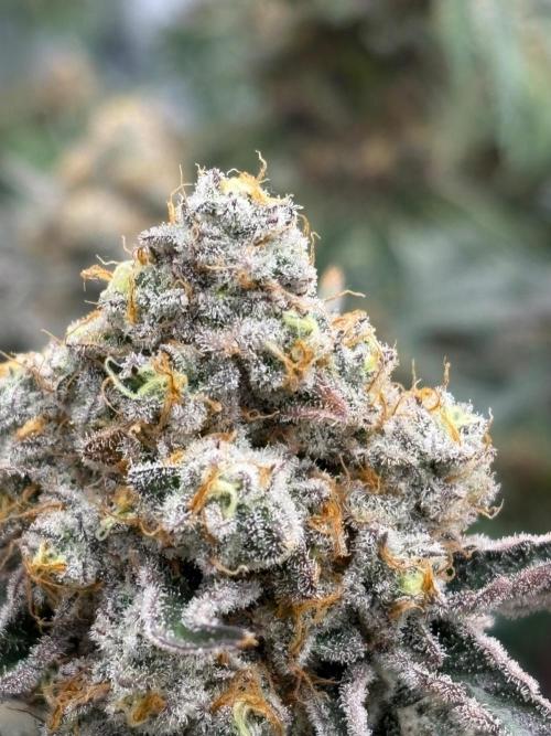 Super boof y Gary payton barneys farm. Week 5