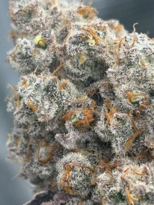 Super boof y Gary payton barneys farm. Week 5