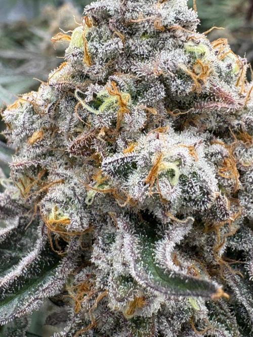 Super boof y Gary payton barneys farm. Week 5