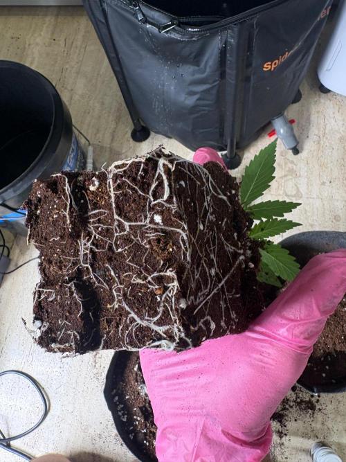 Bubblegum th seeds. Week 3